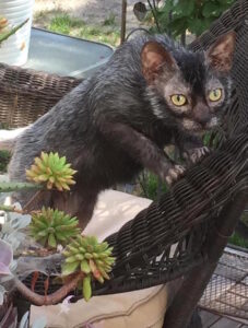 8-month-old male Lykoi