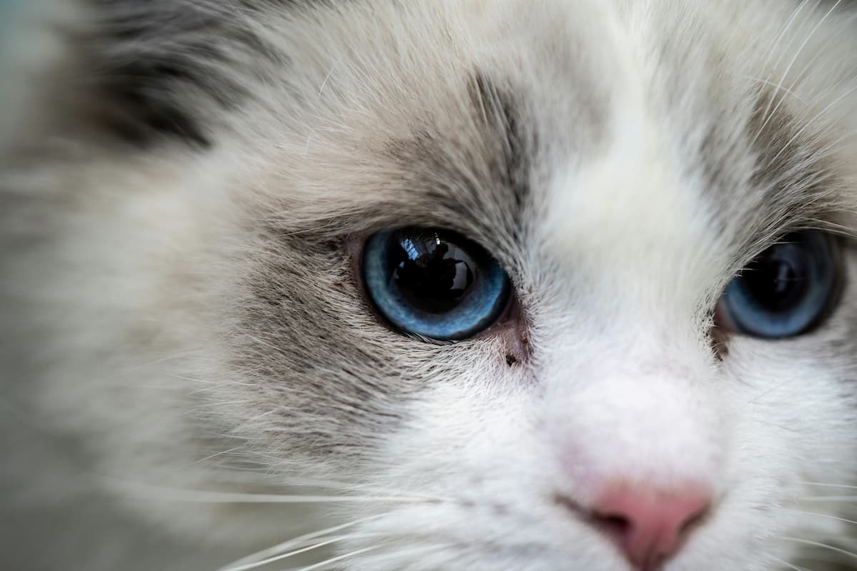 Ragdoll