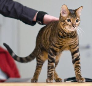 toyger cat standing
