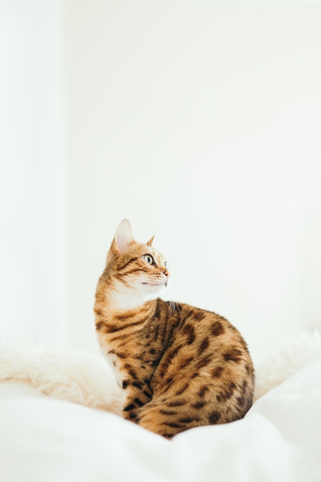 Bengal