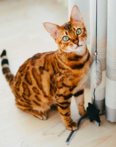 Bengal cat expression