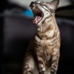 My Bengal Cat Is Unmanageable: Why (And What Actually Helps)