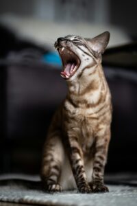 expressive Bengal cat