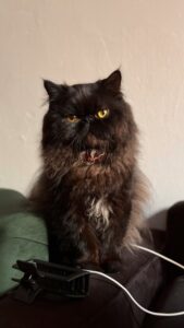 black Persian cat
