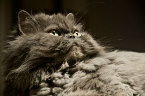 blue persian