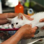 How to Find a Reputable Cat Breeder Near You: A Complete Guide