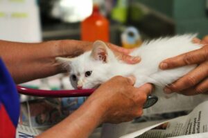 cat check up