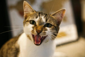hite and brown tabby cat meowing with mouth open