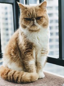 exotic cat