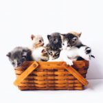 How to Choose the Best Kitten for Your Family