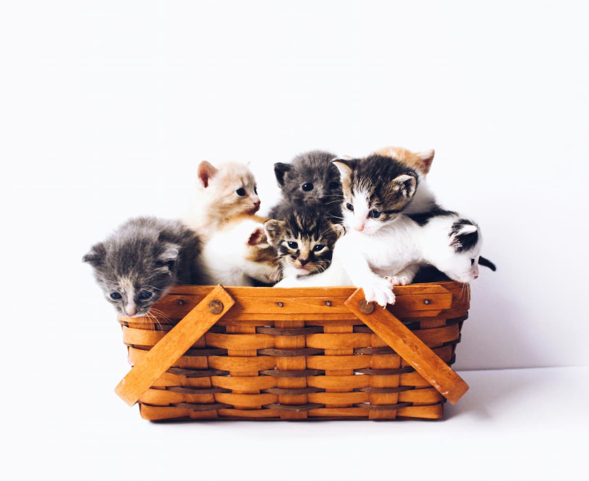 Breeding & Care