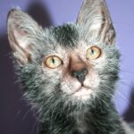 Lykoi Cat Origin: The Real Story Behind the “Werewolf Cat