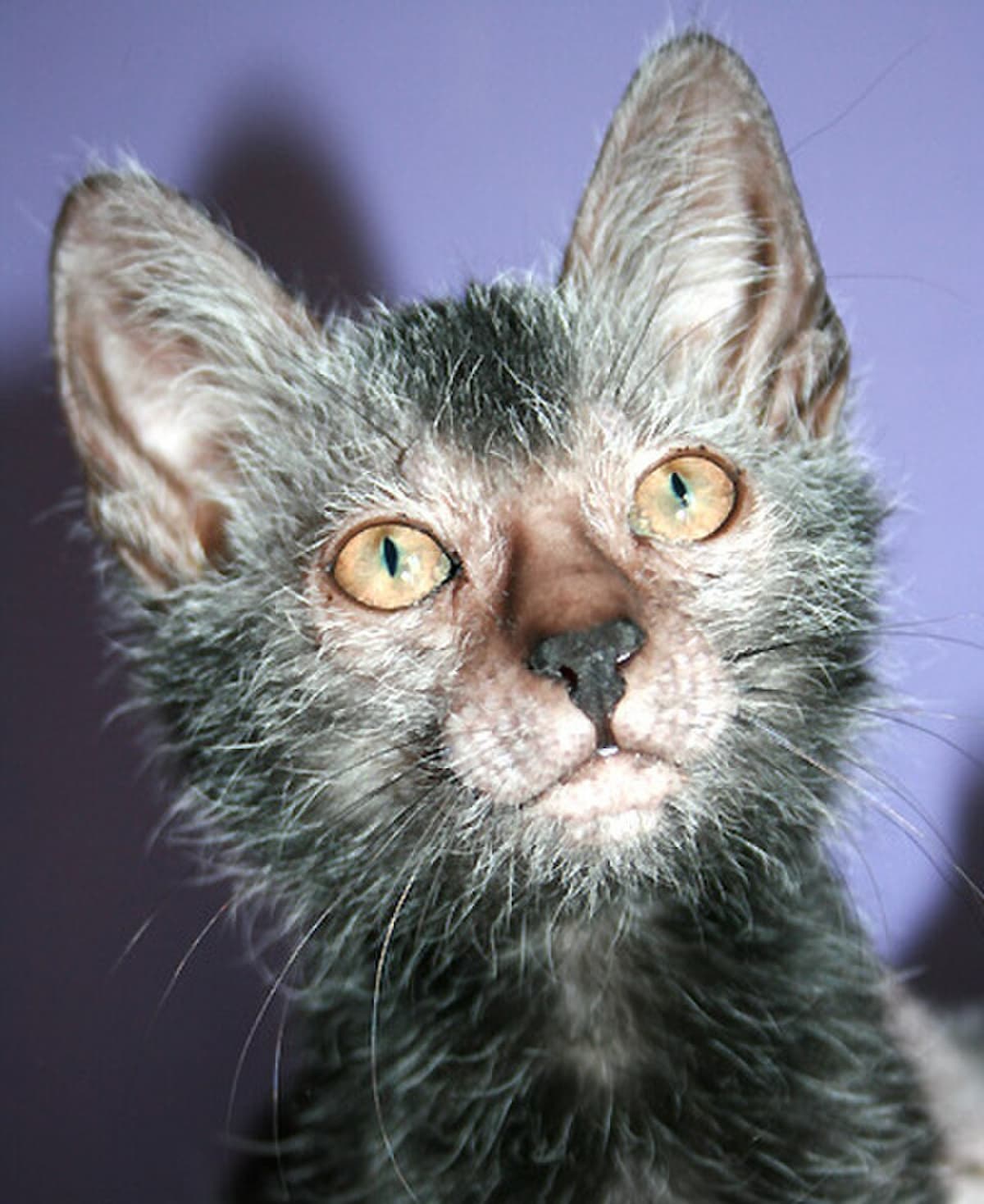 Lykoi