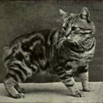 All About the Manx Cat: The Tailless Breed Explained