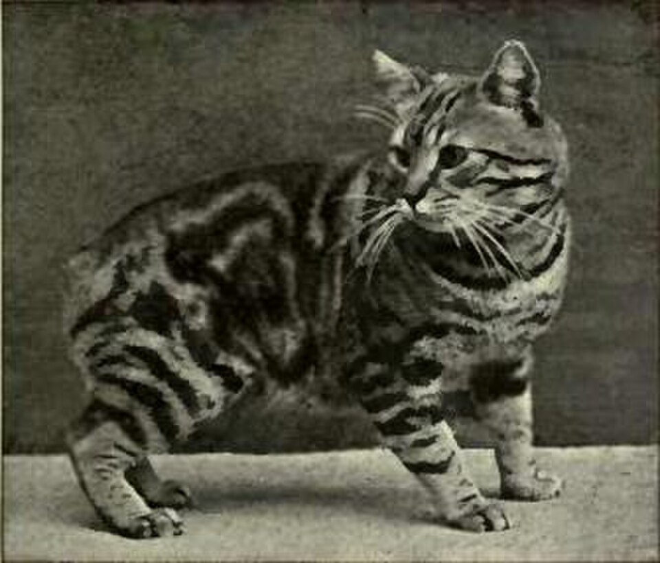 Manx