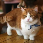Where to Find Munchkin Cats Near You: Adoption & Breeder Guide