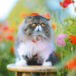 5-stunning-information-about-persian-cats