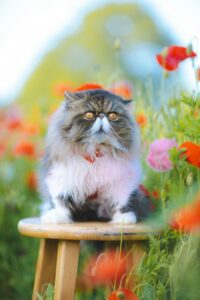 Persian cat on stool