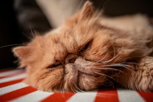 Persian cat on table top