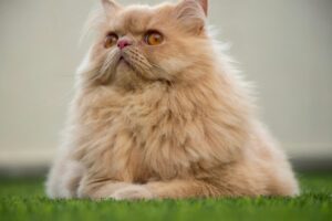 Persian cat sitting