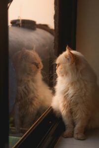 Shirazi cat kitten, breed commonly sold by price