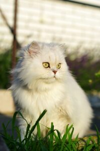 White Persian (Shirazi) cat outdoors