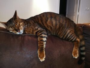 toyger cat tiger stripes