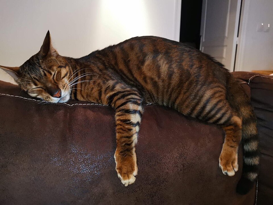 Toyger