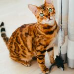 Are Bengal Cats Hypoallergenic? What Sensitive Owners Should Know