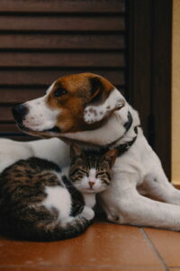 cat leaning on a dog
