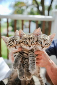 Breeder holding three tabby kittens from the same litter
