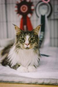 Maine Coon cat at a cat show with award ribbons in background