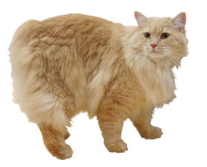 cymric cat cream longhair