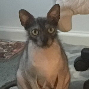 lykoi cat partial hairlessness