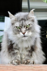 Adult gray tabby Maine Coon cat with paws resting on wooden ledge