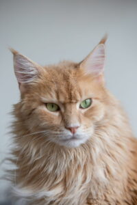 Orange Maine Coon cat with lynx-tipped ears, close-up portrait