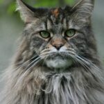 Maine Coon HCM Gene Test Cost: What You’ll Actually Pay in 2026
