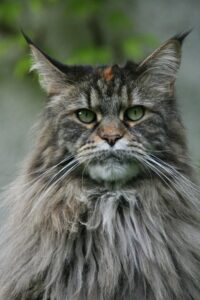 Adult Maine Coon cat with tufted ears and long fur, close-up portrait