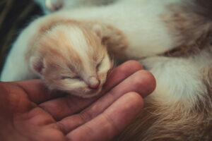 newborn kitten in hand