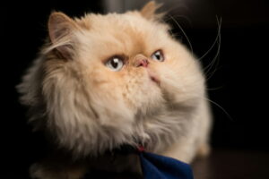 Close-up of a cream Persian cat's flat face and eyes