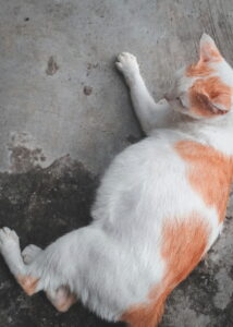 pregnant cat belly