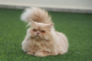 Shirazi cat displaying calm, gentle temperament