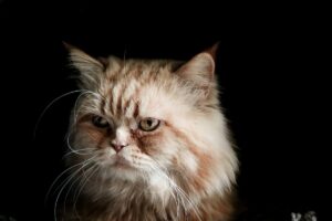 Shirazi cat close-up portrait black background
