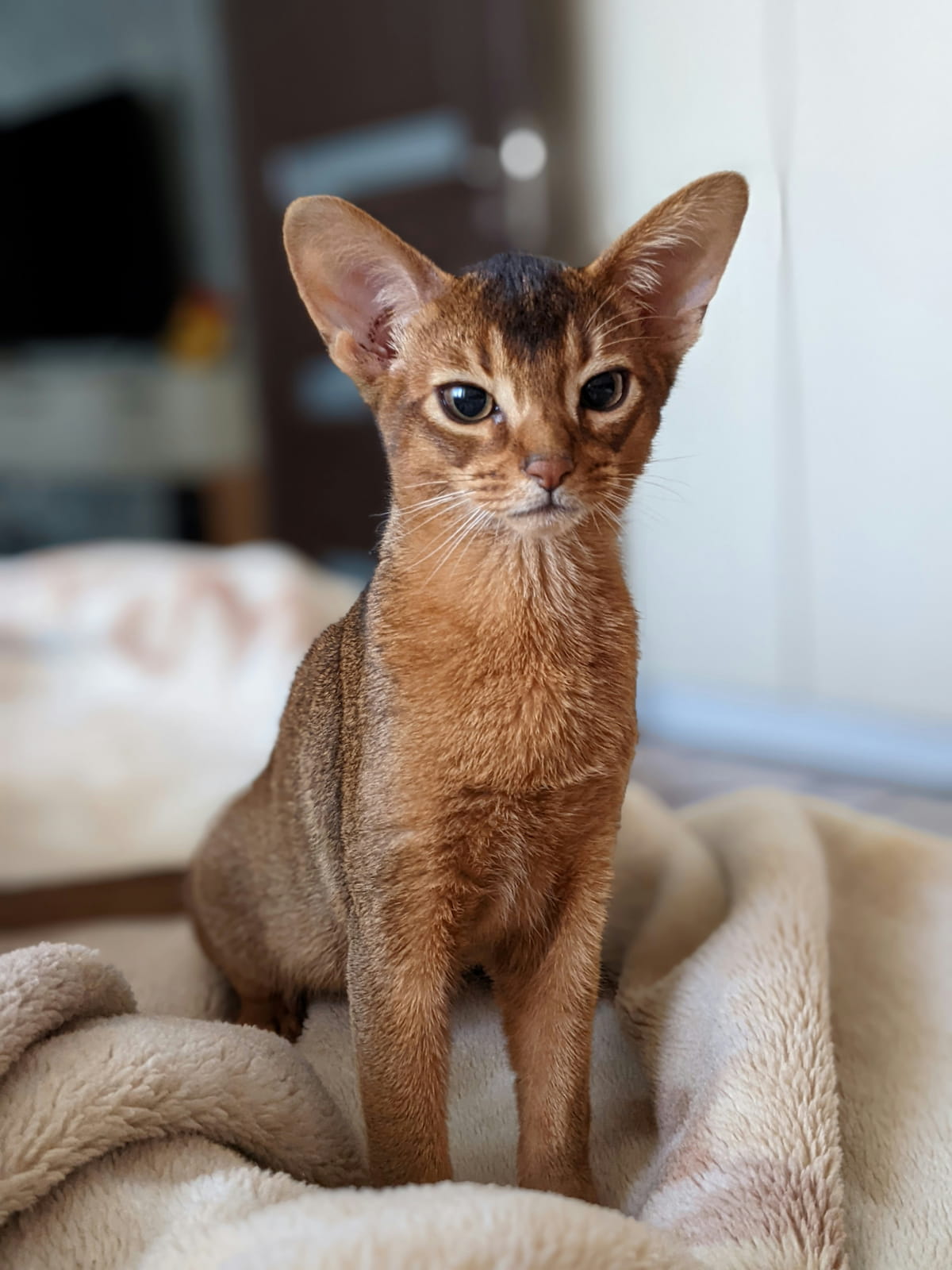 Abyssinian