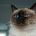 Applehead vs. Modern Siamese: What’s the Difference?
