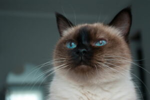Applehead Siamese