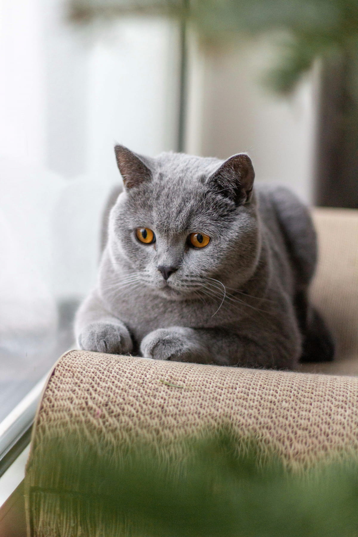 British Shorthair