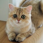 British Shorthair Colors & Patterns Guide