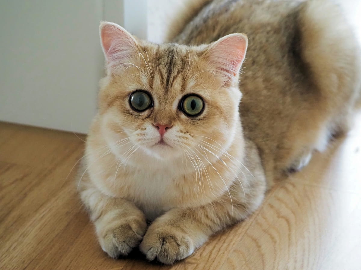 British Shorthair cat with upright rounded ears
