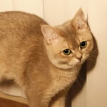 British Shorthair Lifespan & Health Guide